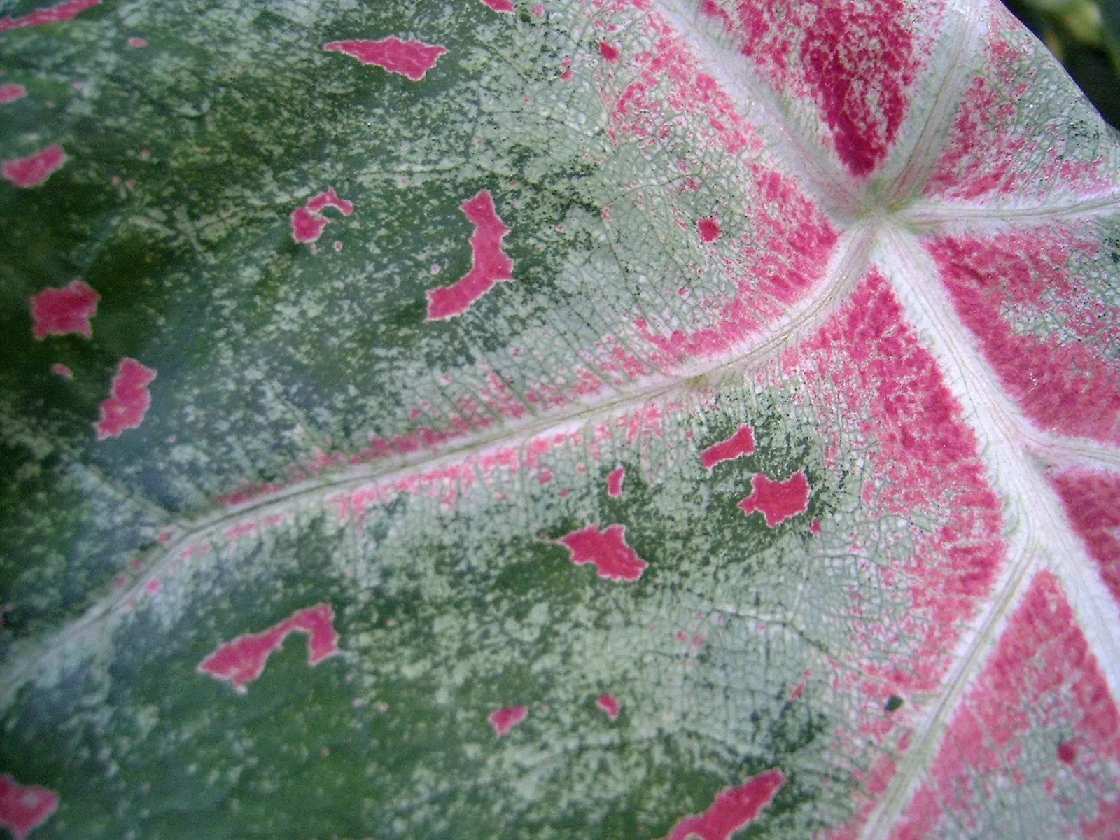 Fancy-Leafed Caladium (Caladium Bicolor) — maintain consistently moist soil without saturation and provide a balanced