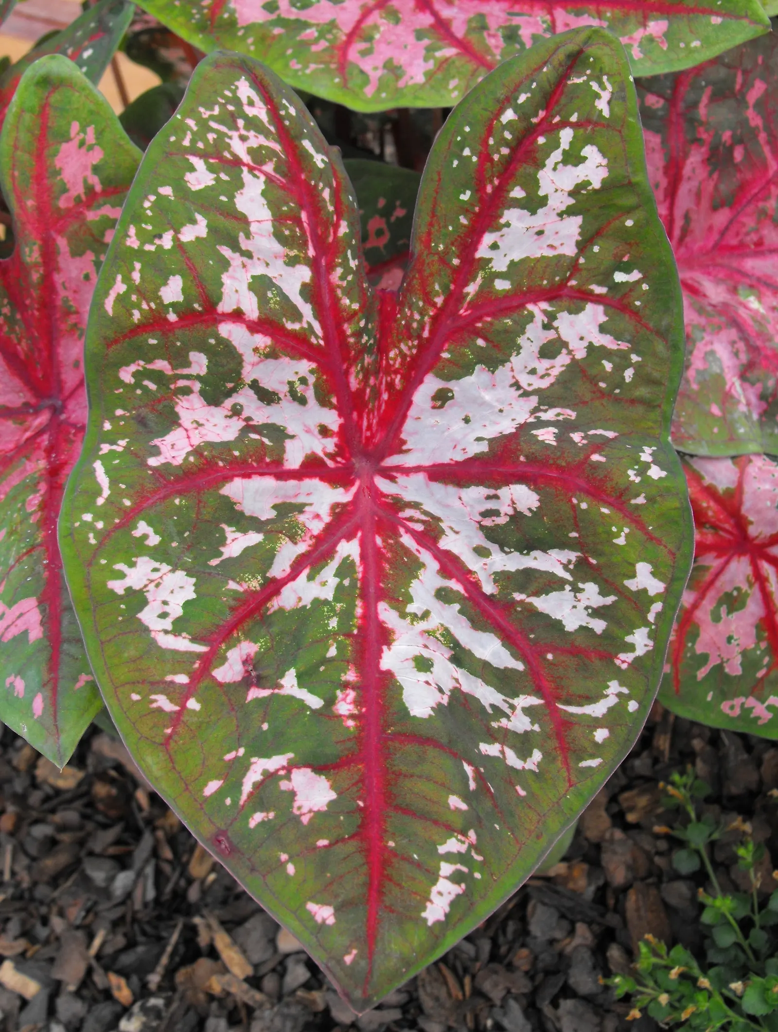 Fancy-Leafed Caladium (Caladium Bicolor) — display a mesmerizing mosaic of colors ranging from pure white through various shades of pink to deep red