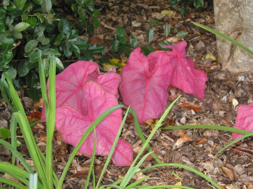 Fancy-Leafed Caladium (Caladium Bicolor) — These plants prefer dappled sunlight to partial shade
