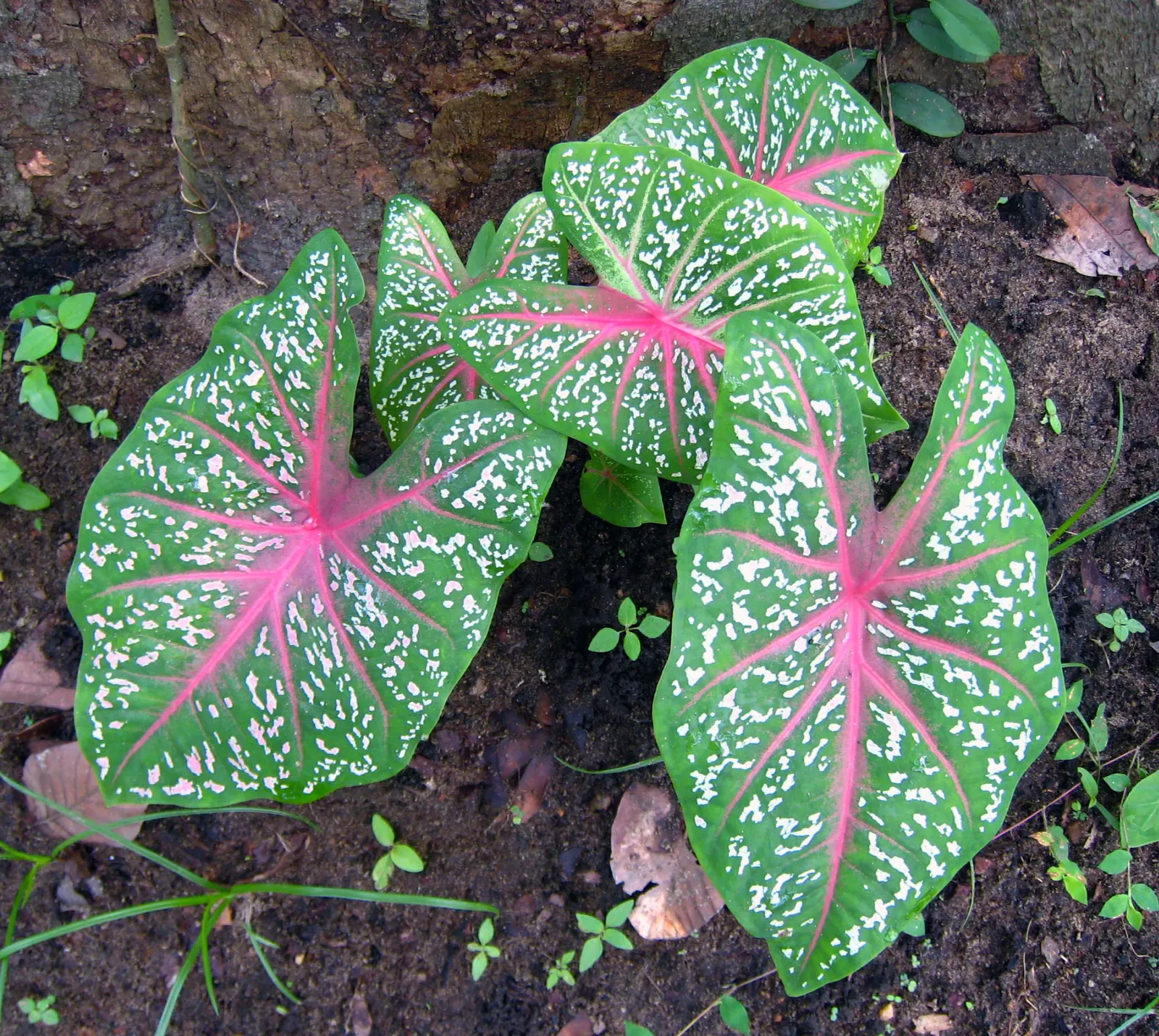 Fancy-Leafed Caladium (Caladium Bicolor) — Known for its striking variegation, foliage comes in hues of red, pink, white, and green