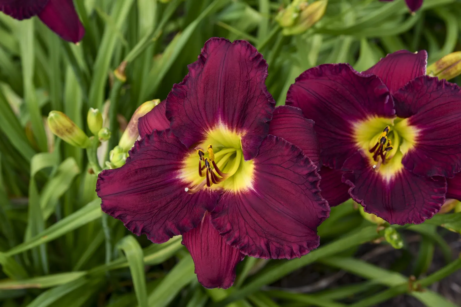'Nosferatu' Daylily (Hemerocallis hybrid) — Proven Winners - Rainbow Rhythm® 'Nosferatu' - Daylily - Hemerocallis hybrid purple plant details
