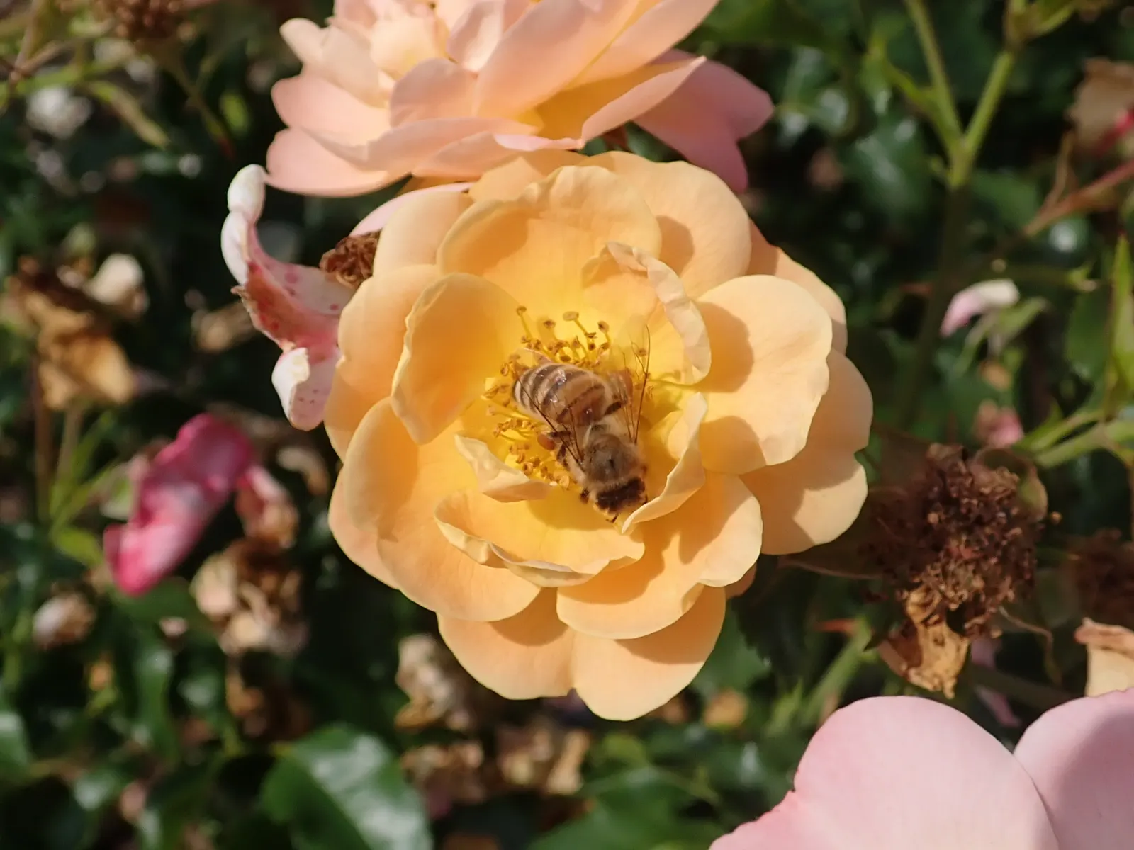 Yellow Carpet Rose (Rosa Flower Carpet Amber) — reaching 24-32 inches in height and a width of 40 inches