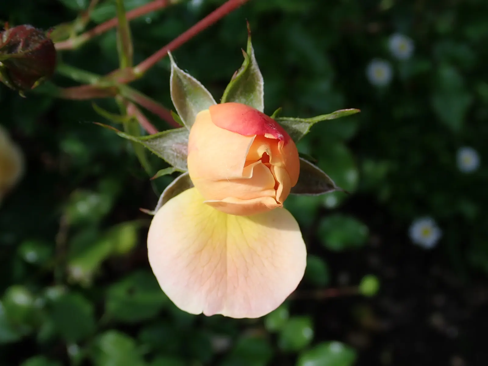 Yellow Carpet Rose (Rosa Flower Carpet Amber) — commonly known as Yellow Carpet Rose