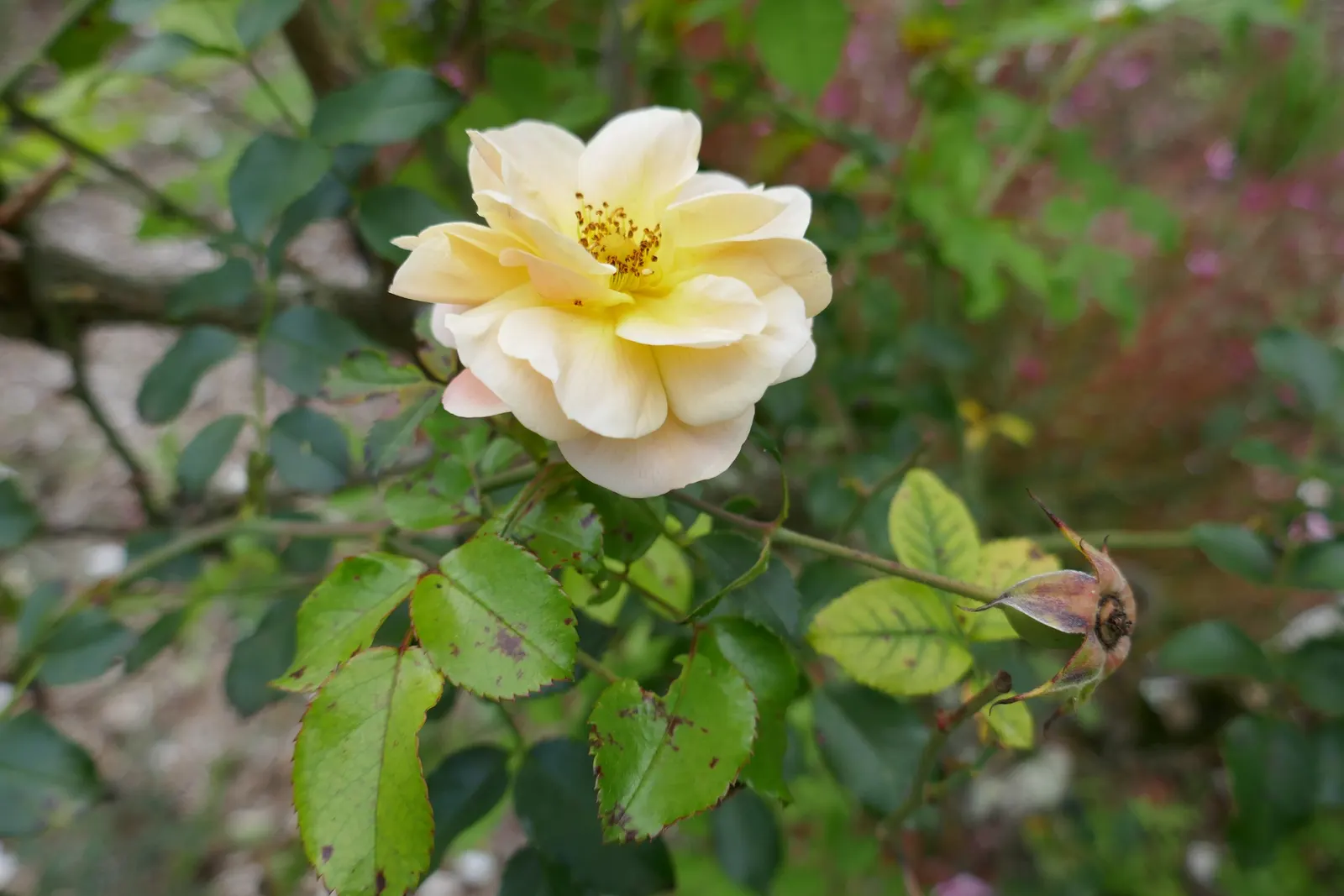 Yellow Carpet Rose (Rosa Flower Carpet Amber) — festoon the shrub from late spring until the first frost