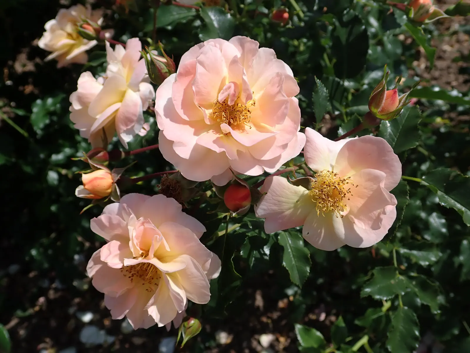 Yellow Carpet Rose (Rosa Flower Carpet Amber) — typically 2 inches in diameter
