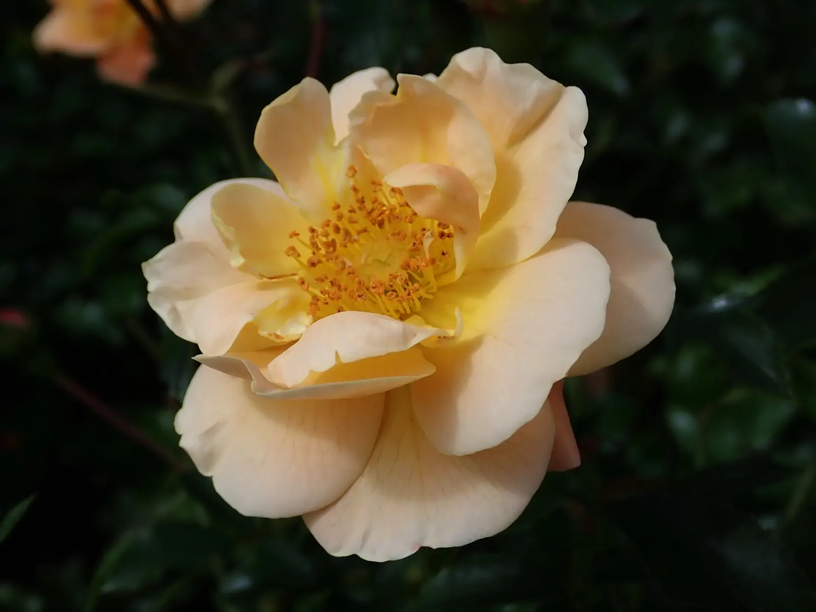 Yellow Carpet Rose (Rosa Flower Carpet Amber) — it provides long-lasting color from late spring to frost without deadheading