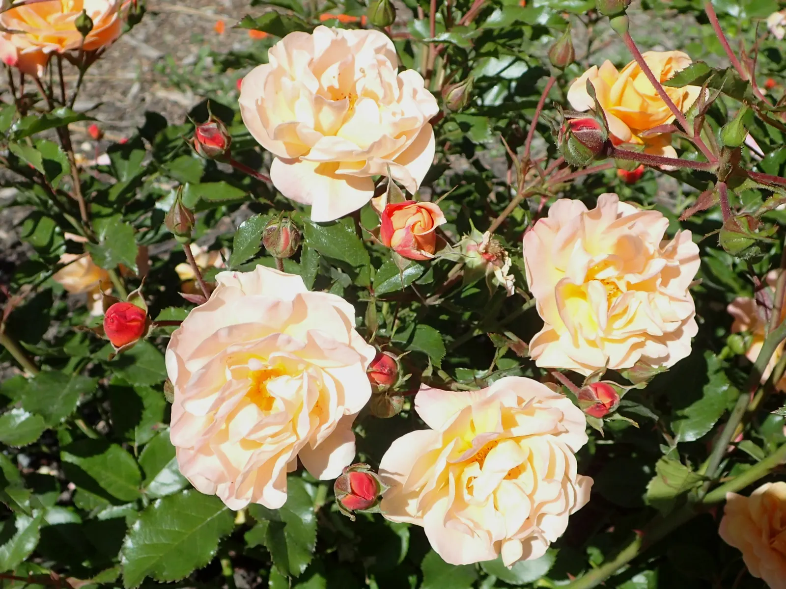 Yellow Carpet Rose (Rosa Flower Carpet Amber) — providing a long season of interest.<br><br>Hardy and low-maintenance