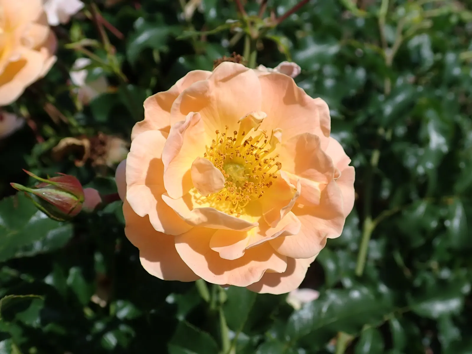 Yellow Carpet Rose (Rosa Flower Carpet Amber) — This variety offers a striking tapestry of color with its semi-double flowers that blend tones of soft amber