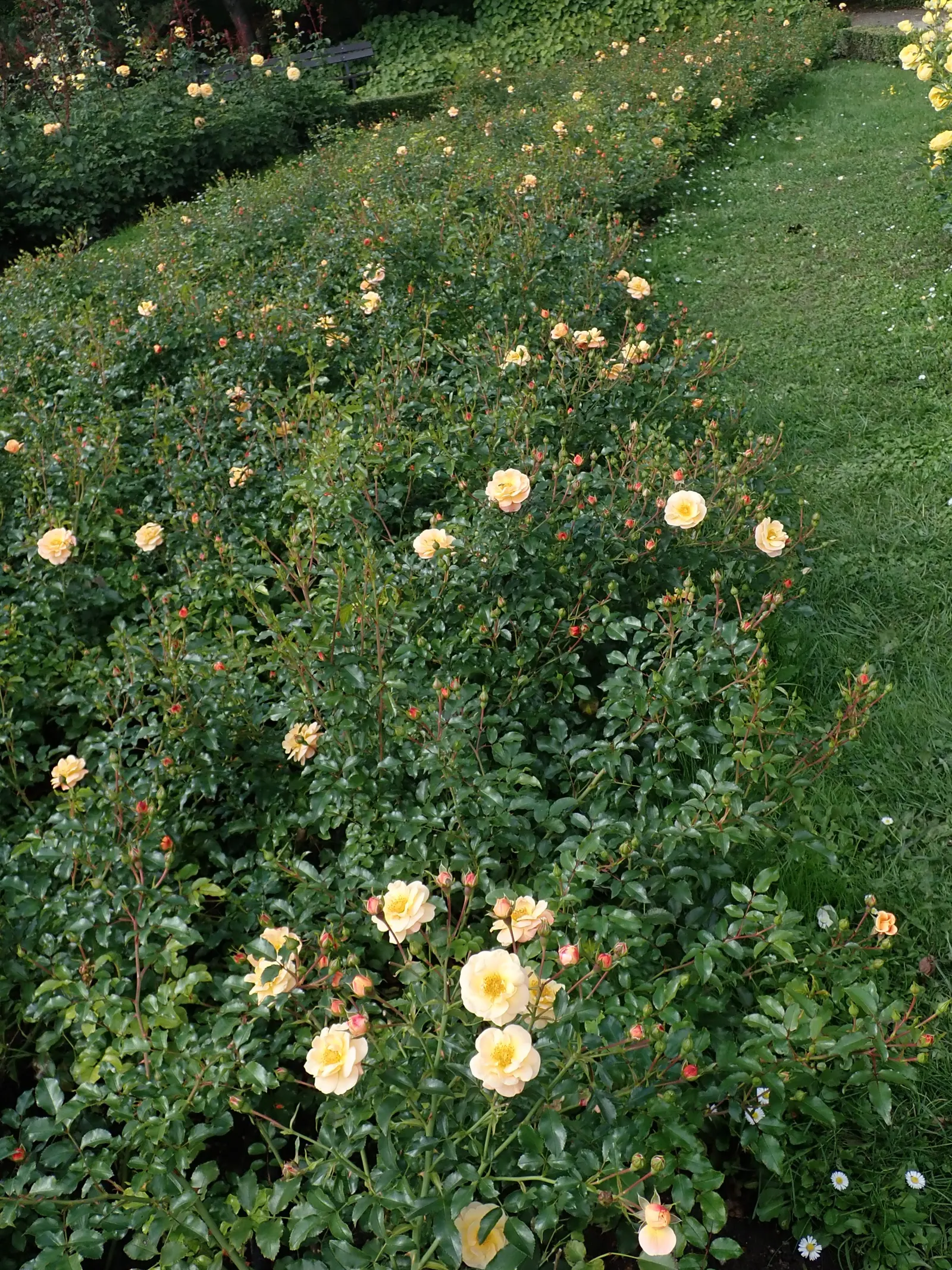Yellow Carpet Rose (Rosa Flower Carpet Amber) — although optimal growth is observed with full sun exposure