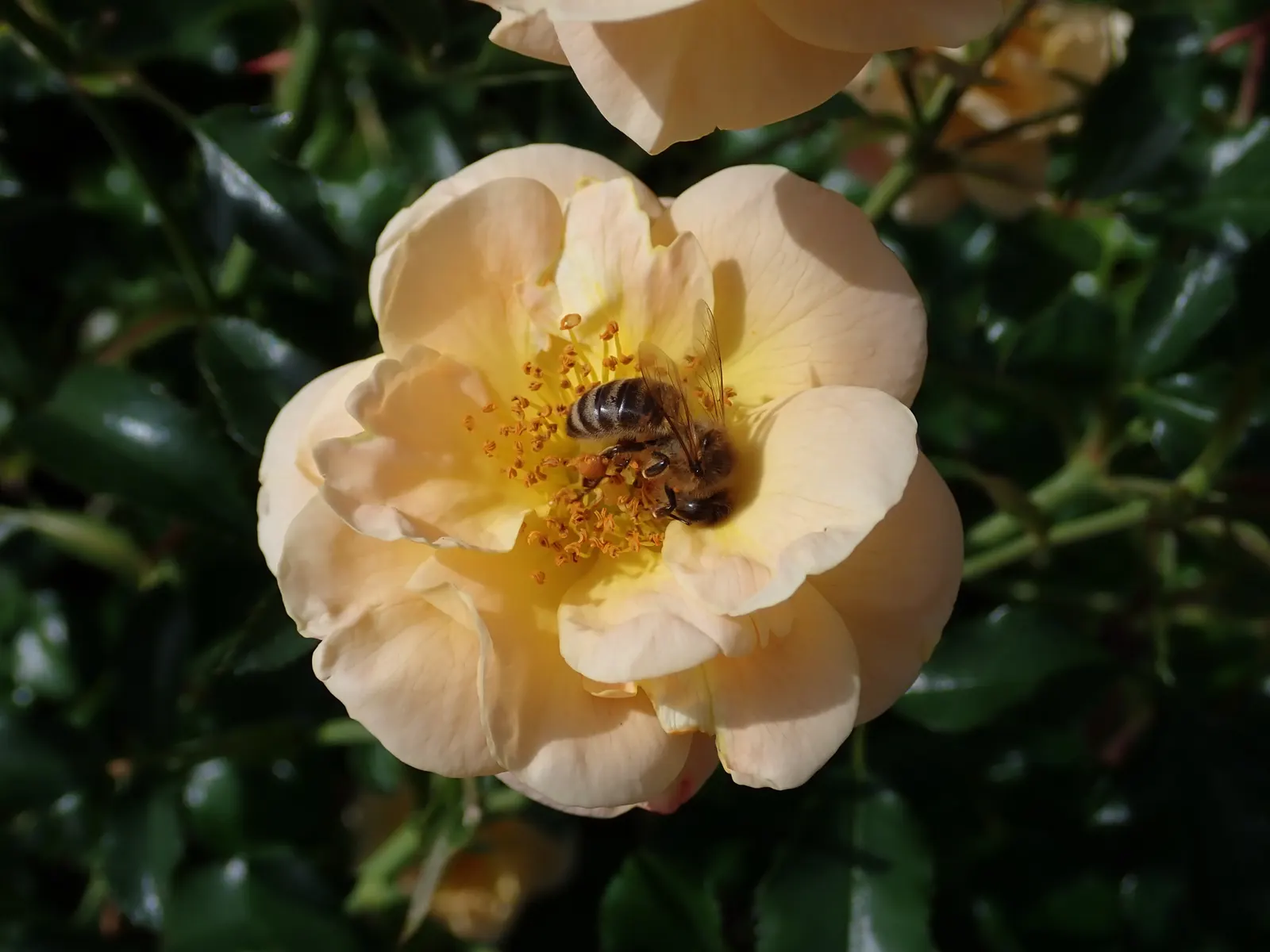 Yellow Carpet Rose (Rosa Flower Carpet Amber) — It thrives in USDA hardiness zones 5 through 10