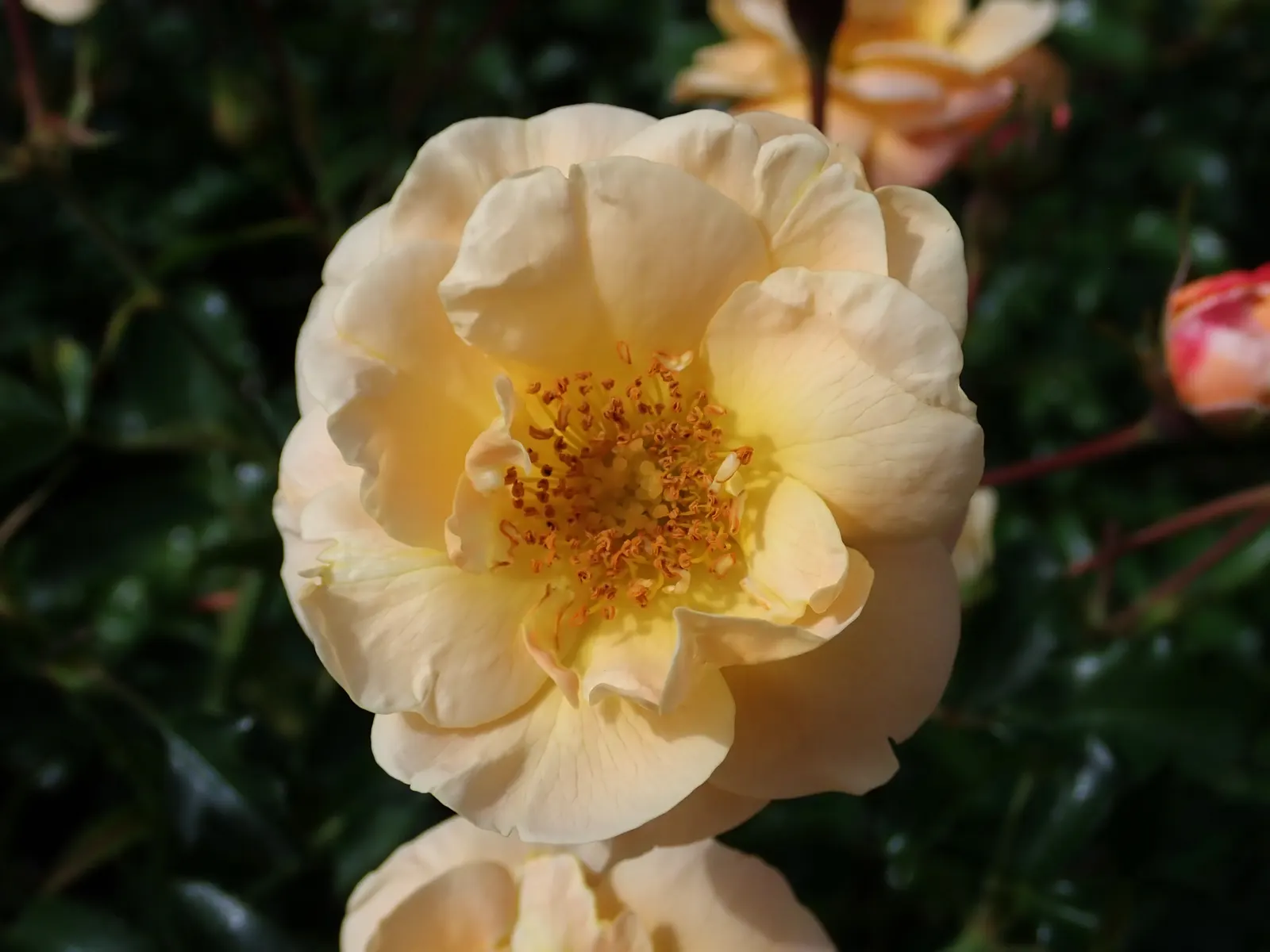Yellow Carpet Rose (Rosa Flower Carpet Amber) — amber-yellow blooms and glossy