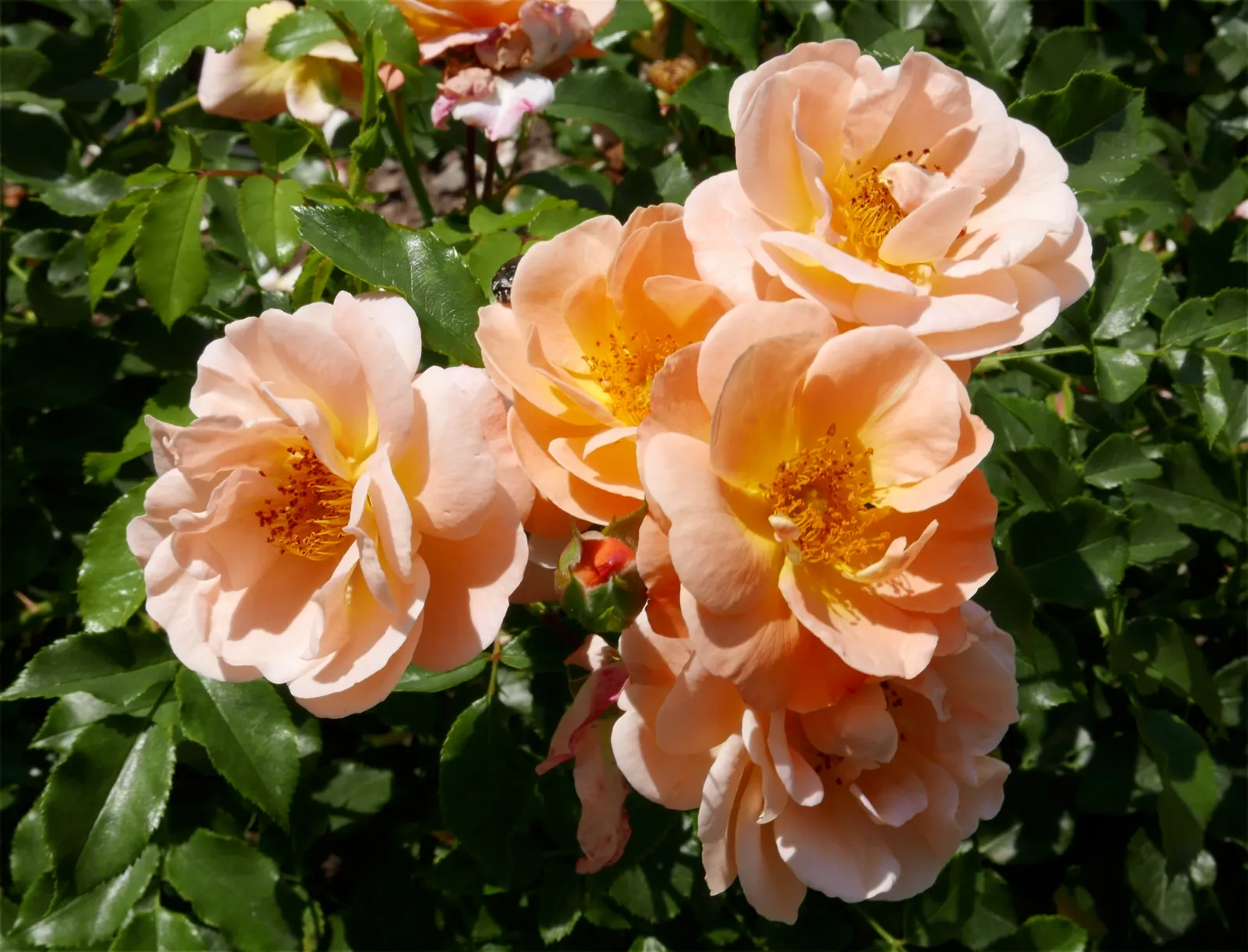 Yellow Carpet Rose (Rosa Flower Carpet Amber) — commonly referred to as the Yellow Carpet Rose