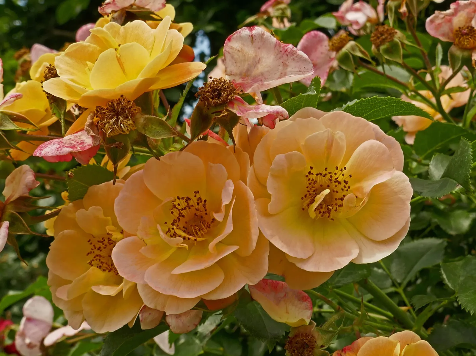 Yellow Carpet Rose (Rosa Flower Carpet Amber) — disease-resistant foliage