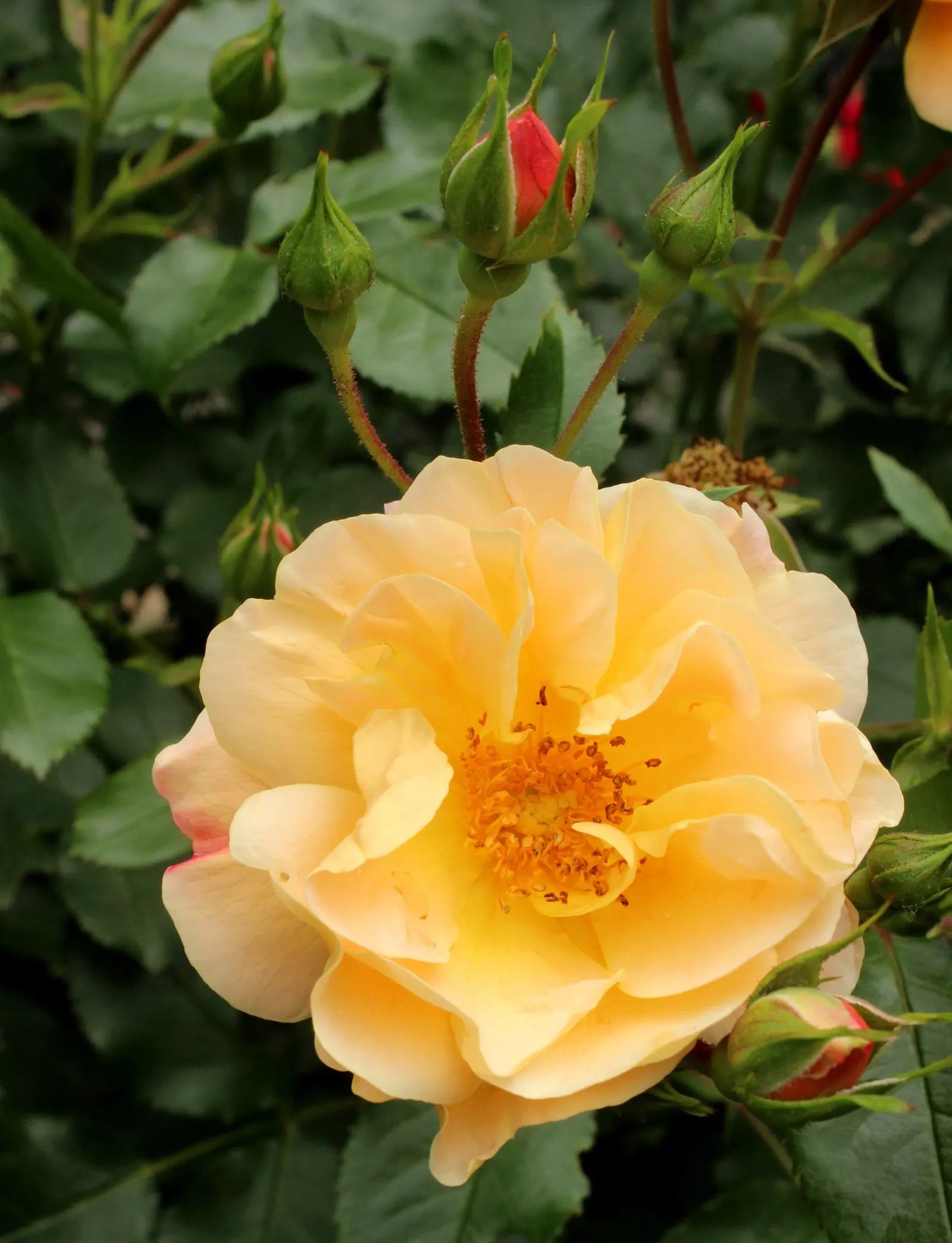 Yellow Carpet Rose (Rosa Flower Carpet Amber) — making it an excellent choice for borders
