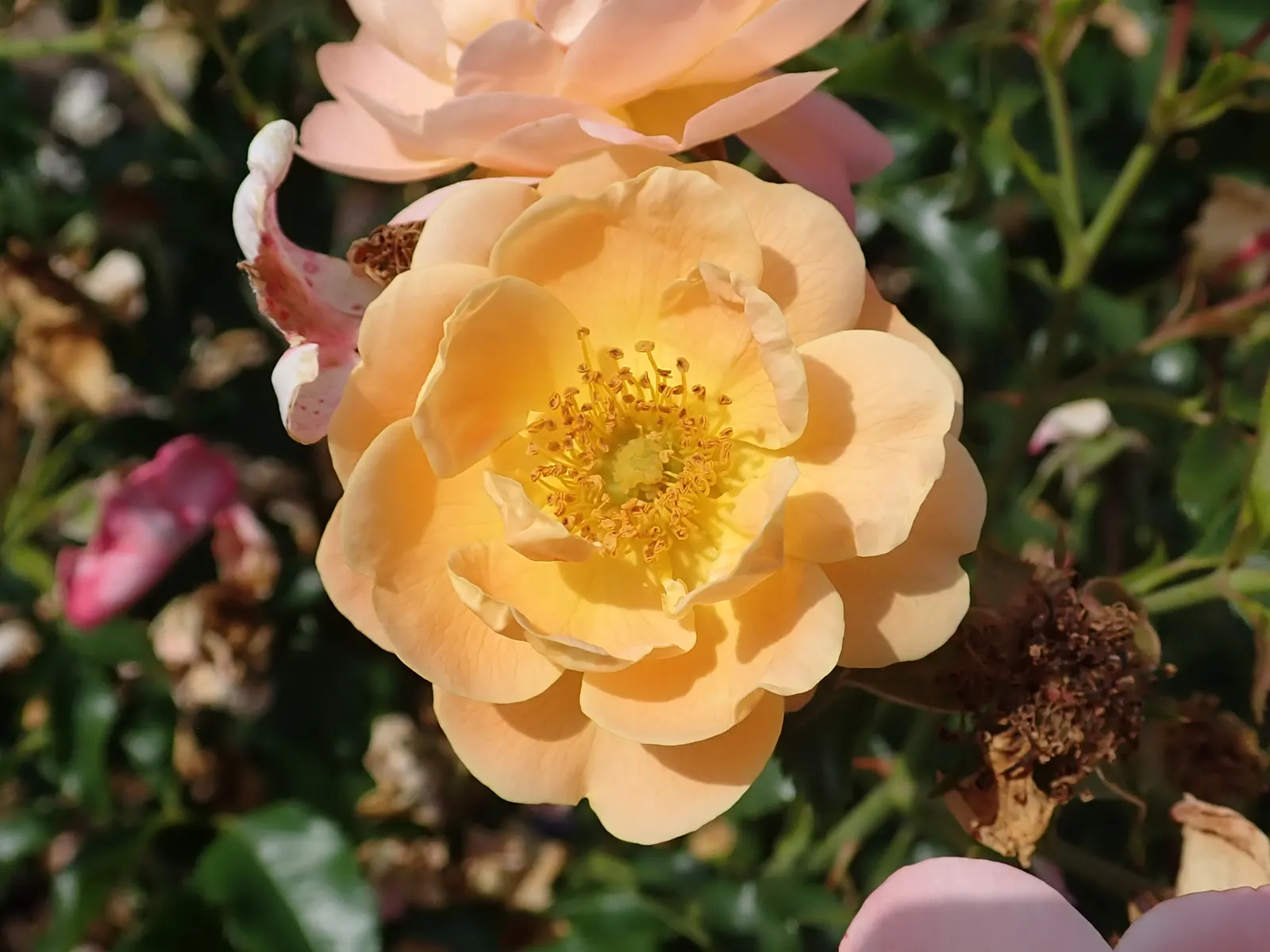 Yellow Carpet Rose (Rosa Flower Carpet Amber) — Hardy and heat tolerant, it enhances any landscape with minimal maintenance