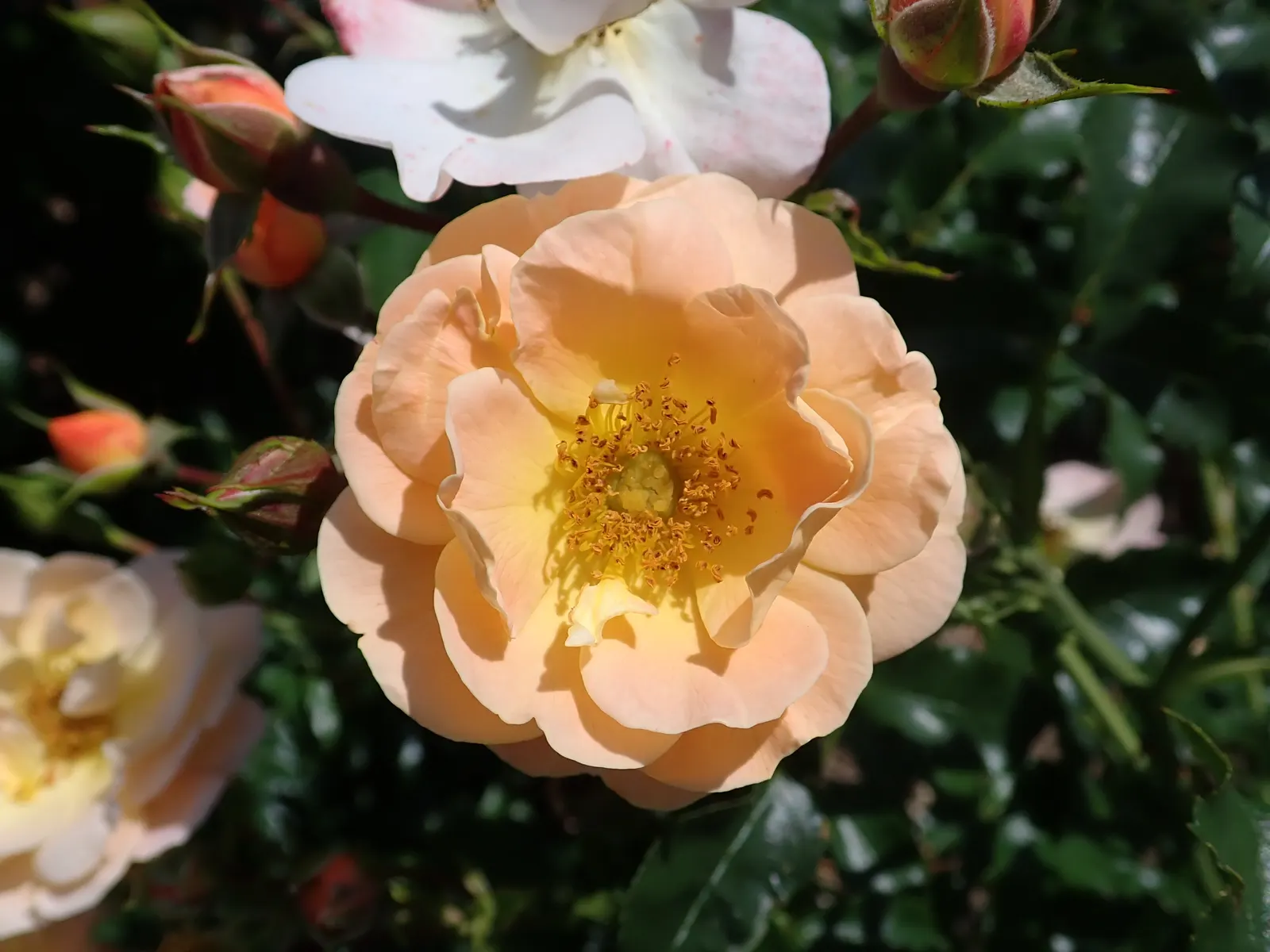 Yellow Carpet Rose (Rosa Flower Carpet Amber) — it thrives in full sun to partial shade