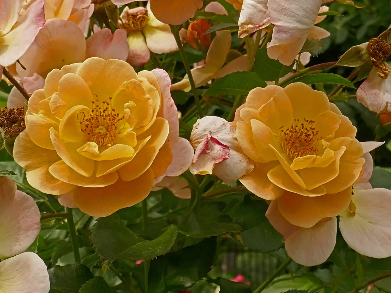Yellow Carpet Rose (Rosa Flower Carpet Amber) — reducing the need for chemical interventions