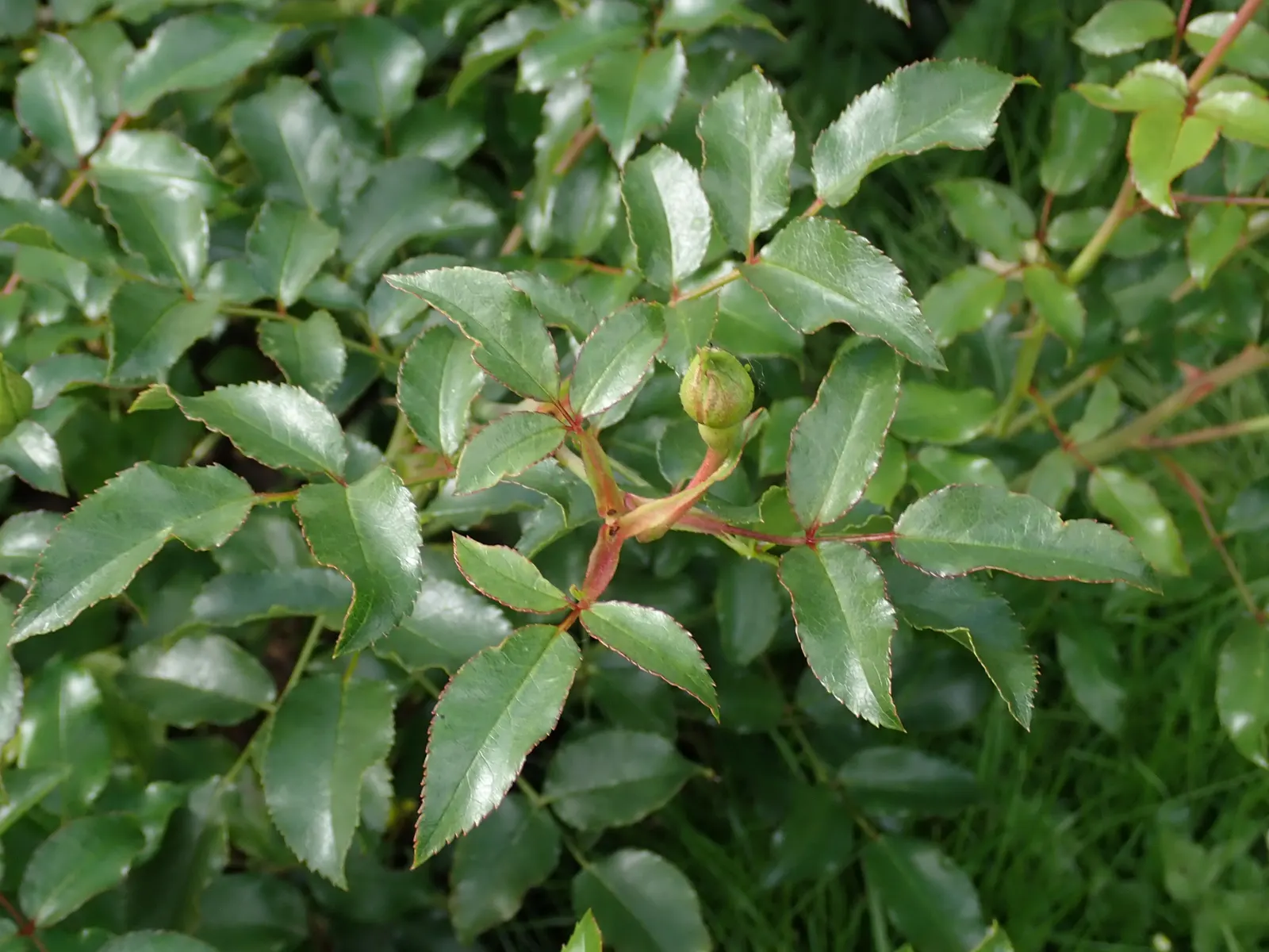 Yellow Carpet Rose (Rosa Flower Carpet Amber) — is an alluring groundcover rose highly esteemed by landscape designers for its resilience