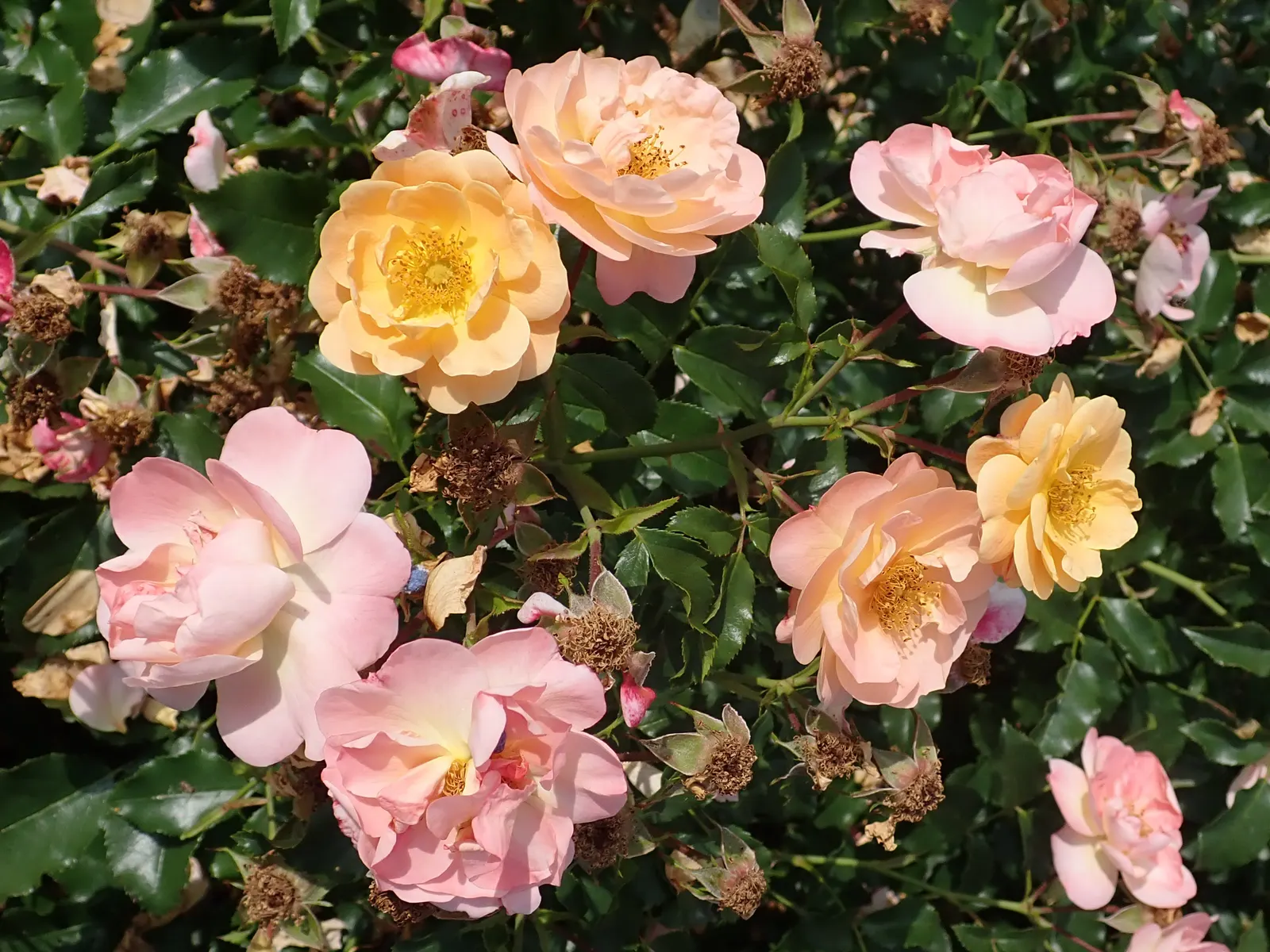 Yellow Carpet Rose (Rosa Flower Carpet Amber) — the Yellow Carpet Rose attains an average height of 2-2.5 feet with a spread of approximately 3 feet