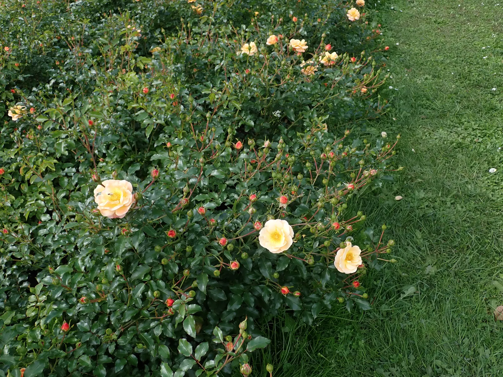 Yellow Carpet Rose (Rosa Flower Carpet Amber) — or as a vibrant filler in mixed beds