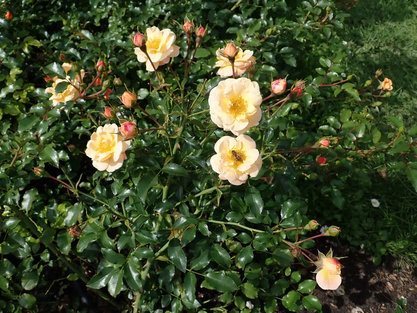 Yellow Carpet Rose (Rosa Flower Carpet Amber) — The Rosa 'Flower Carpet Amber'
