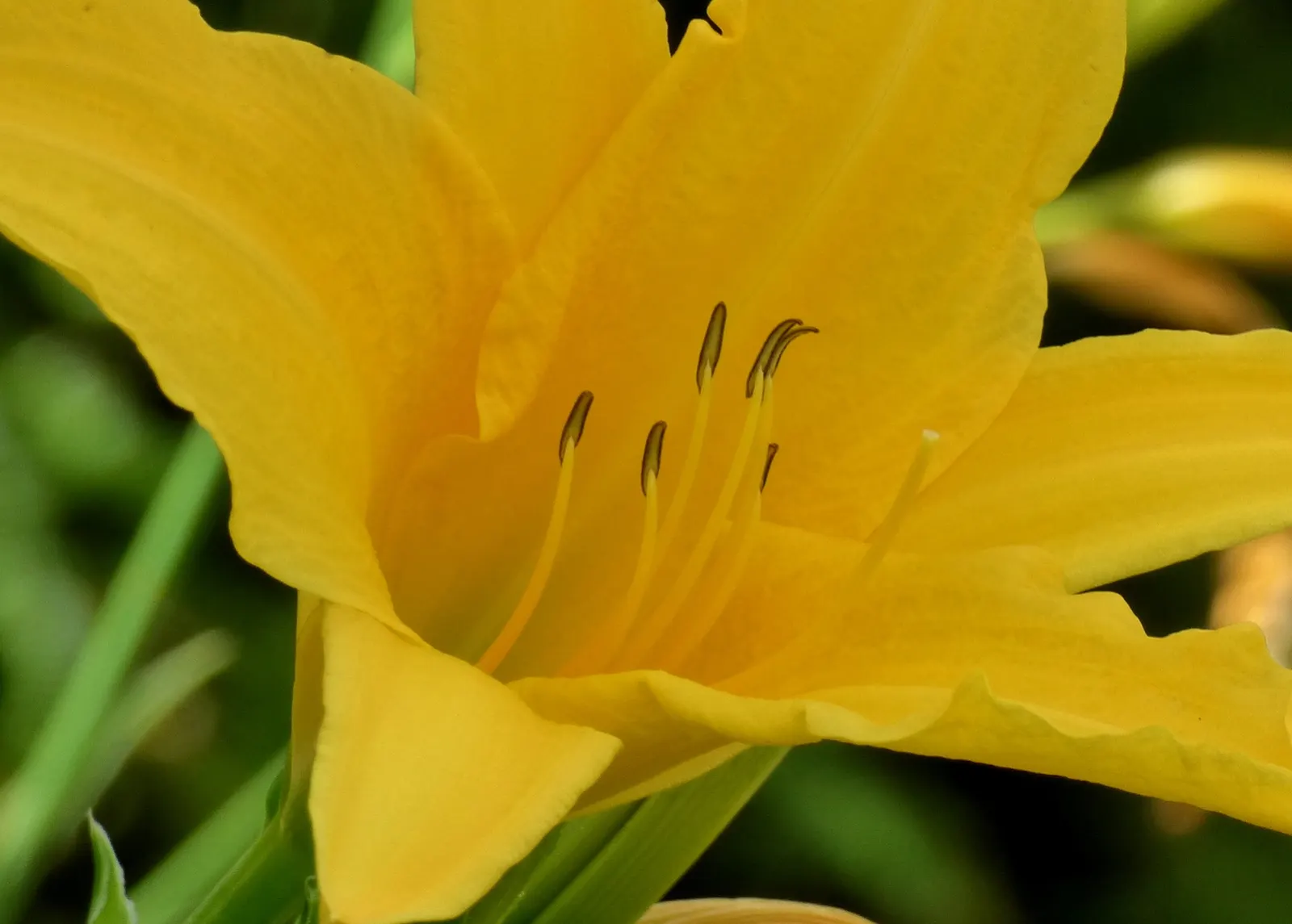 Yellow Daylily (Hemerocallis Lilioasphodelus) — with a spread of 18 to 24 inches