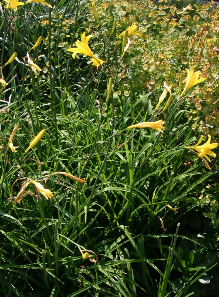 Yellow Daylily (Hemerocallis Lilioasphodelus) — about 3-4 inches in diameter; adaptable to various soil types