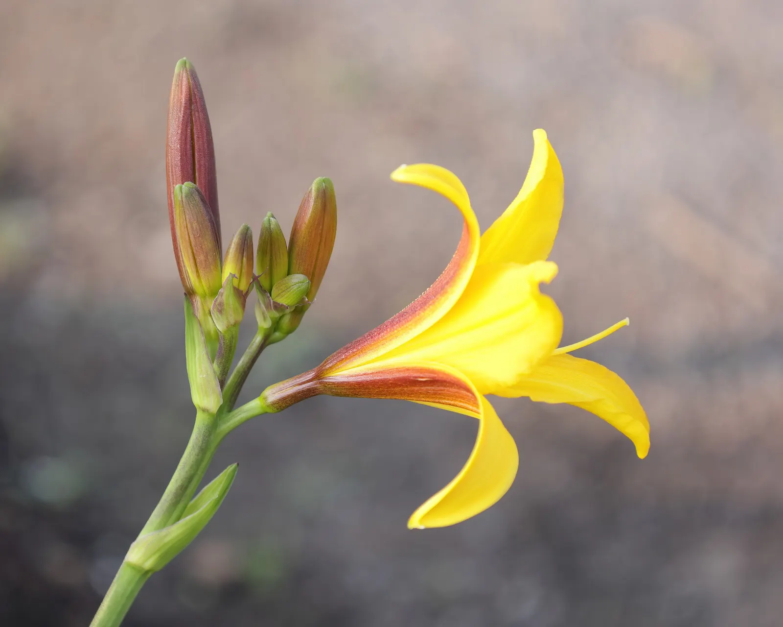 Yellow Daylily (Hemerocallis Lilioasphodelus) — arching gracefully from the base; making it a reliable and attractive choice for both novice gardeners and