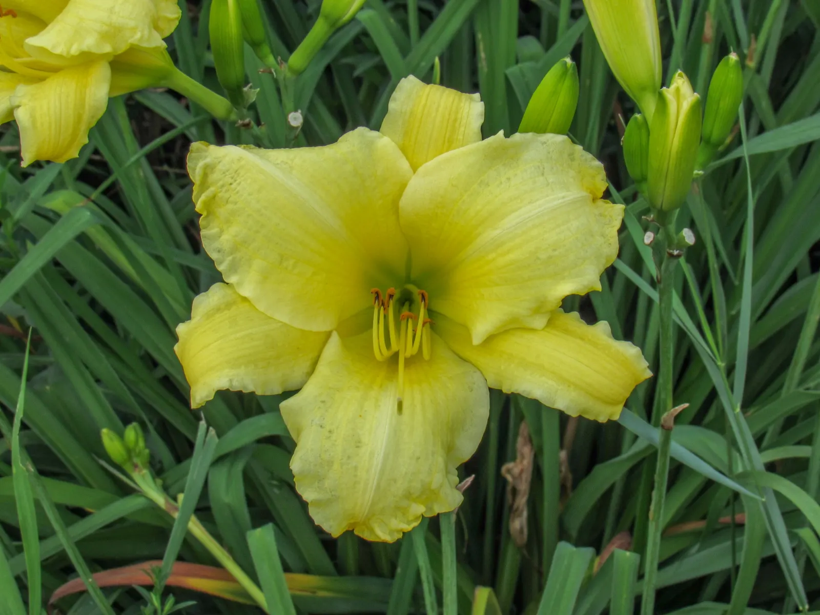 Yellow Daylily (Hemerocallis Lilioasphodelus) — ideal for borders and mass plantings; making it a reliable and attractive choice for both novice gardeners and
