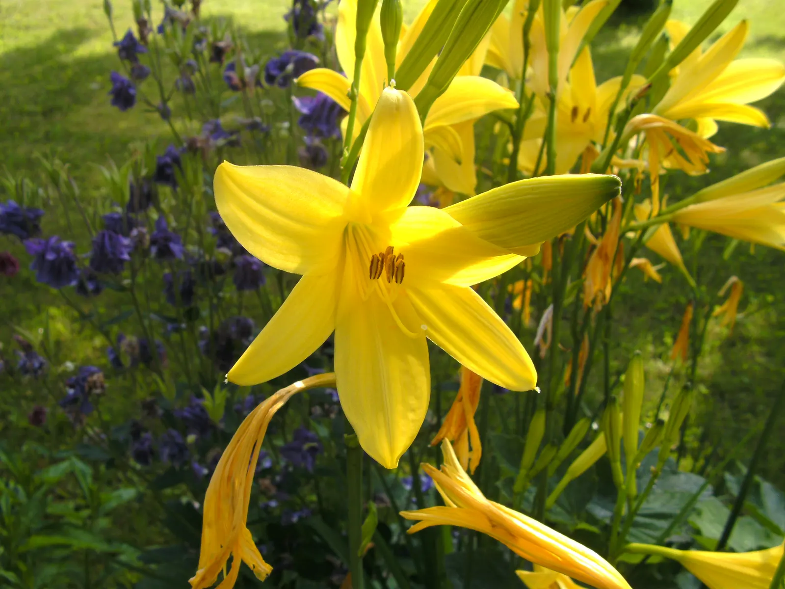 Yellow Daylily (Hemerocallis Lilioasphodelus) — arching gracefully from the base