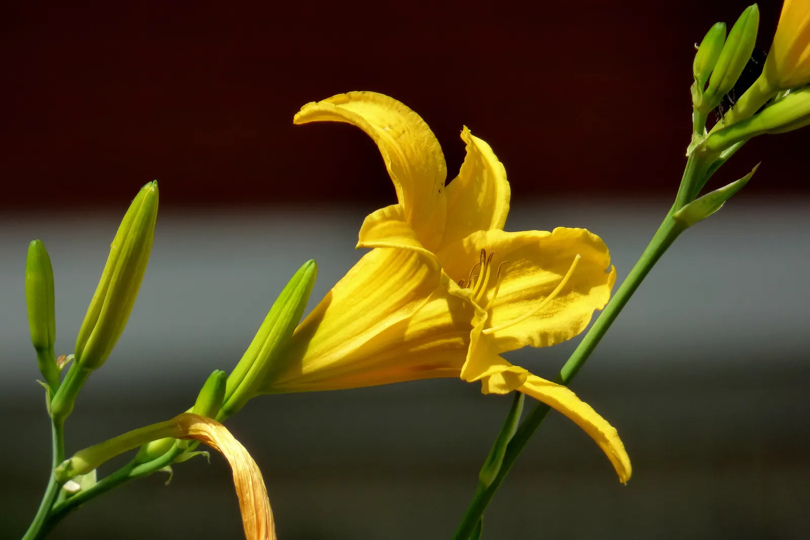 Yellow Daylily (Hemerocallis Lilioasphodelus) — ideal for border groupings or as a foundational plant in mixed beds.<br><br>Each individual flower