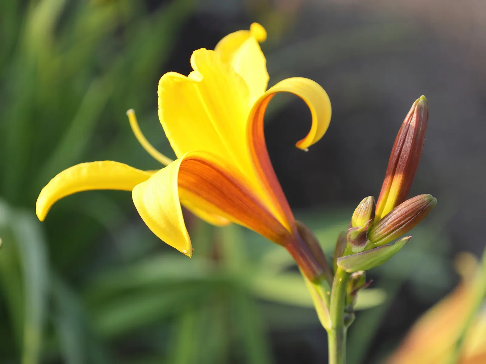 Yellow Daylily (Hemerocallis Lilioasphodelus) — This reliable bloomer graces gardens with its fragrant flowers in late spring to early summer; making it a