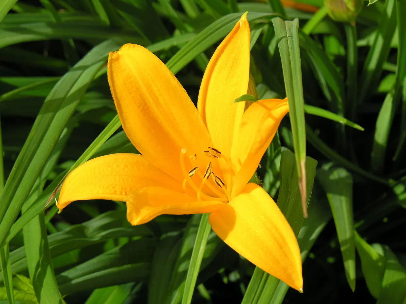 Yellow Daylily (Hemerocallis Lilioasphodelus) — it requires moderate watering and minimal maintenance; the Yellow Daylily presents a clumping habit typically
