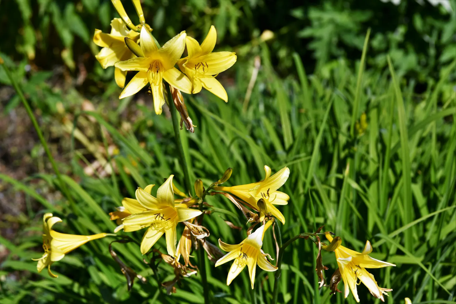 Yellow Daylily (Hemerocallis Lilioasphodelus) — Adaptable to various soil types, image 25