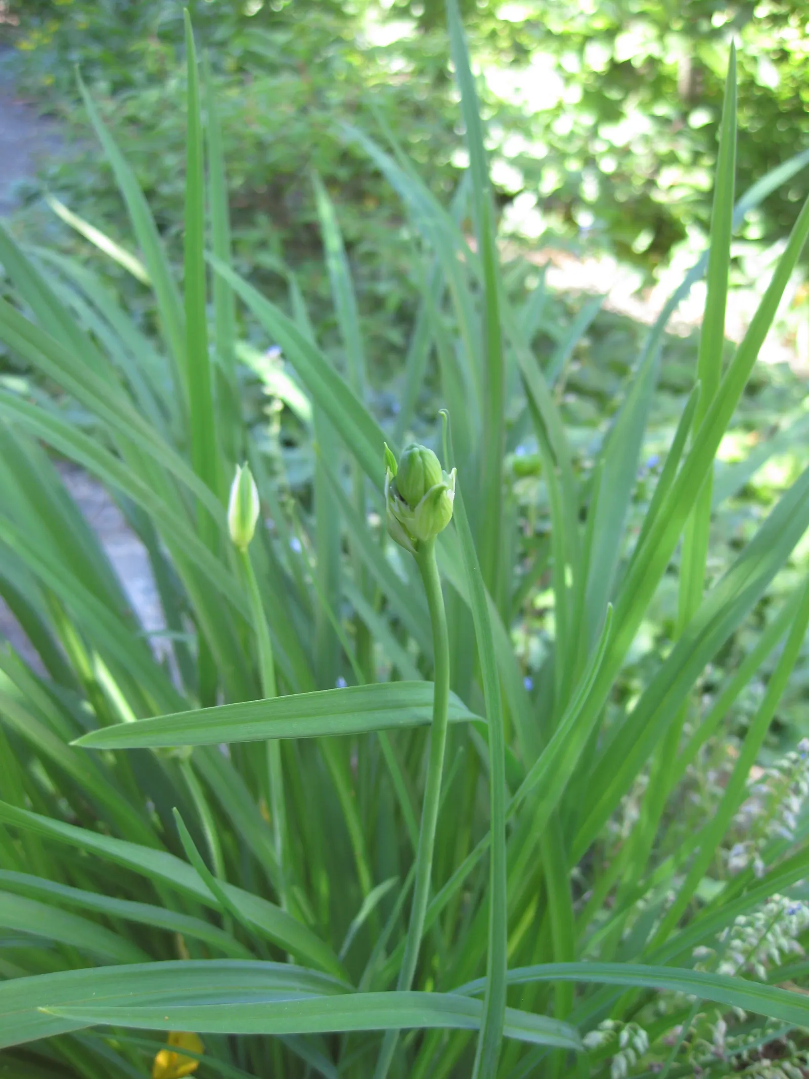 Yellow Daylily (Hemerocallis Lilioasphodelus) — the Yellow Daylily presents a clumping habit typically reaching heights of 2 to 3 feet