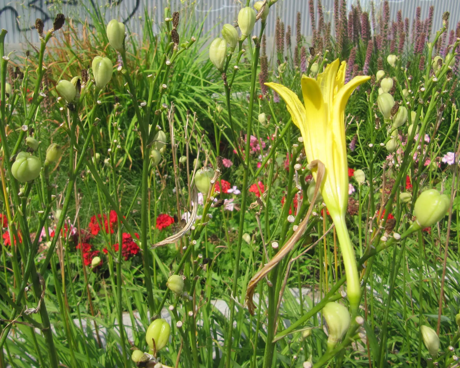 Yellow Daylily (Hemerocallis Lilioasphodelus) — Thriving in full sun to partial shade, it reaches a stature of 2-3 feet tall with an equal spread; the Yellow
