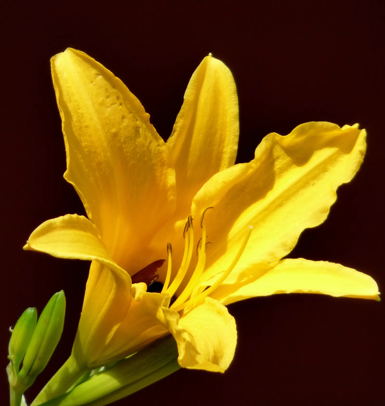 Yellow Daylily (Hemerocallis Lilioasphodelus) — yellow flowers in the garden
