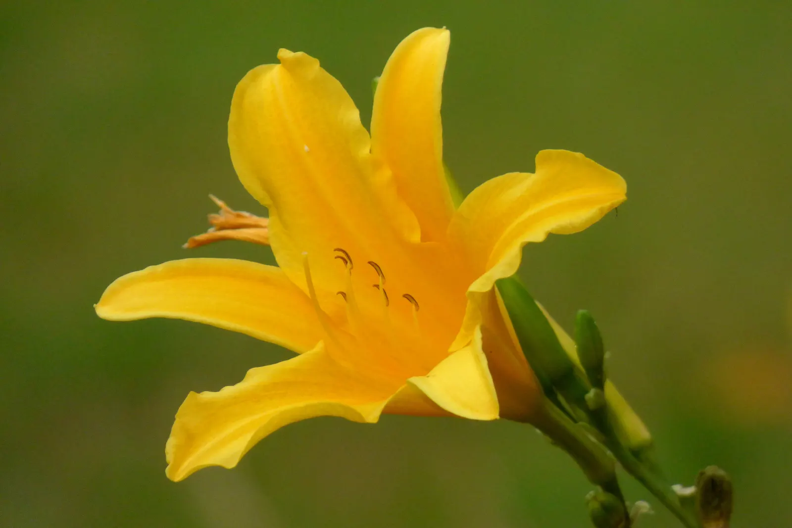 Yellow Daylily (Hemerocallis Lilioasphodelus) — The Yellow Daylily is relatively low-maintenance, water-wise, and tolerant of varying soil conditions