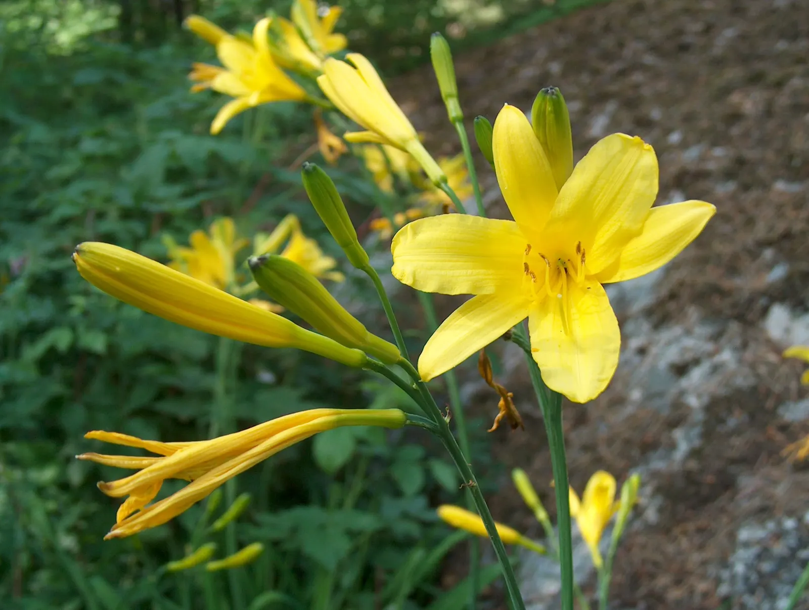 Yellow Daylily (Hemerocallis Lilioasphodelus) — ideal for borders and mass plantings