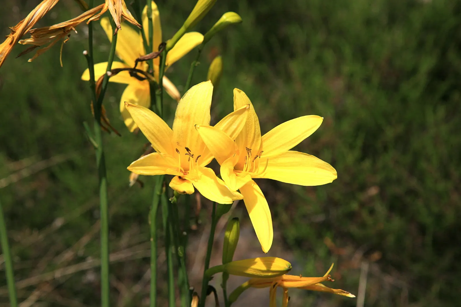 Yellow Daylily (Hemerocallis Lilioasphodelus) — this hardy species thrives in USDA hardiness zones 3 through 9