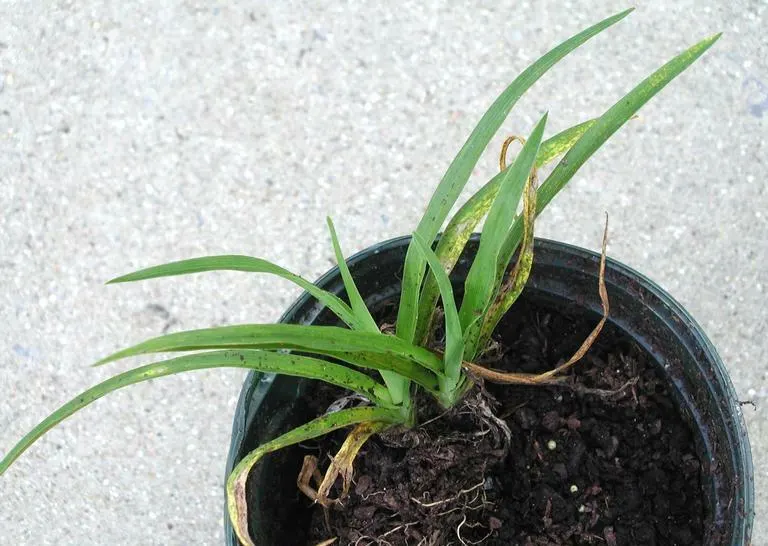 Yellow Daylily (Hemerocallis Lilioasphodelus) — about 3-4 inches in diameter