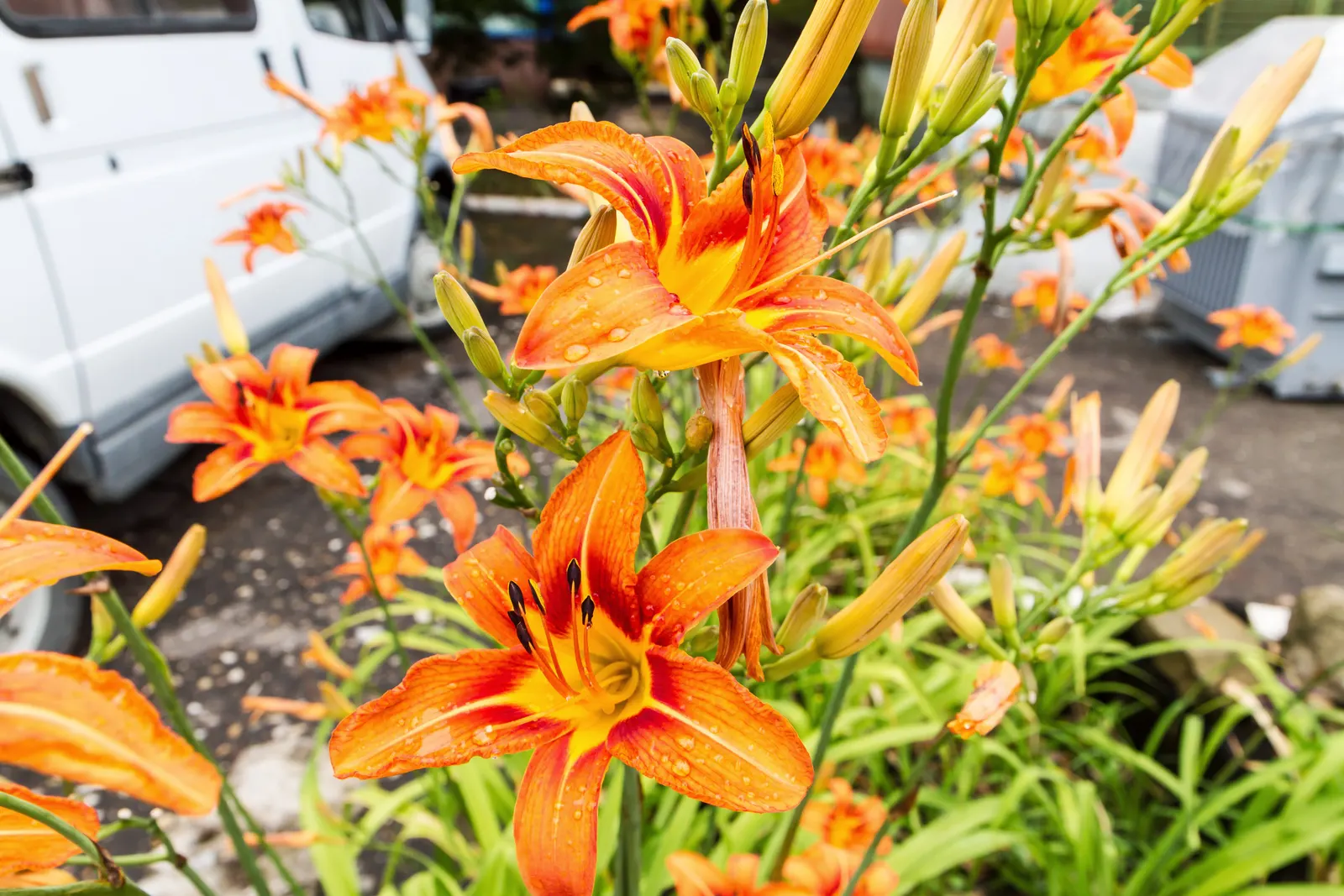 Yellow Daylily (Hemerocallis Lilioasphodelus) — it is known for its resistance to pests and diseases
