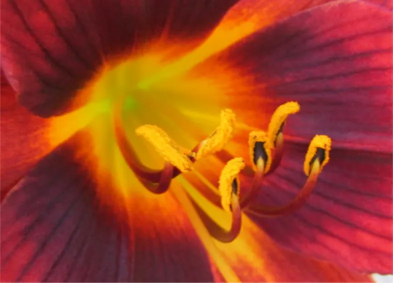 Yellow Daylily (Hemerocallis Lilioasphodelus) — with a spread of 18 to 24 inches; making it a reliable and attractive choice for both novice gardeners and