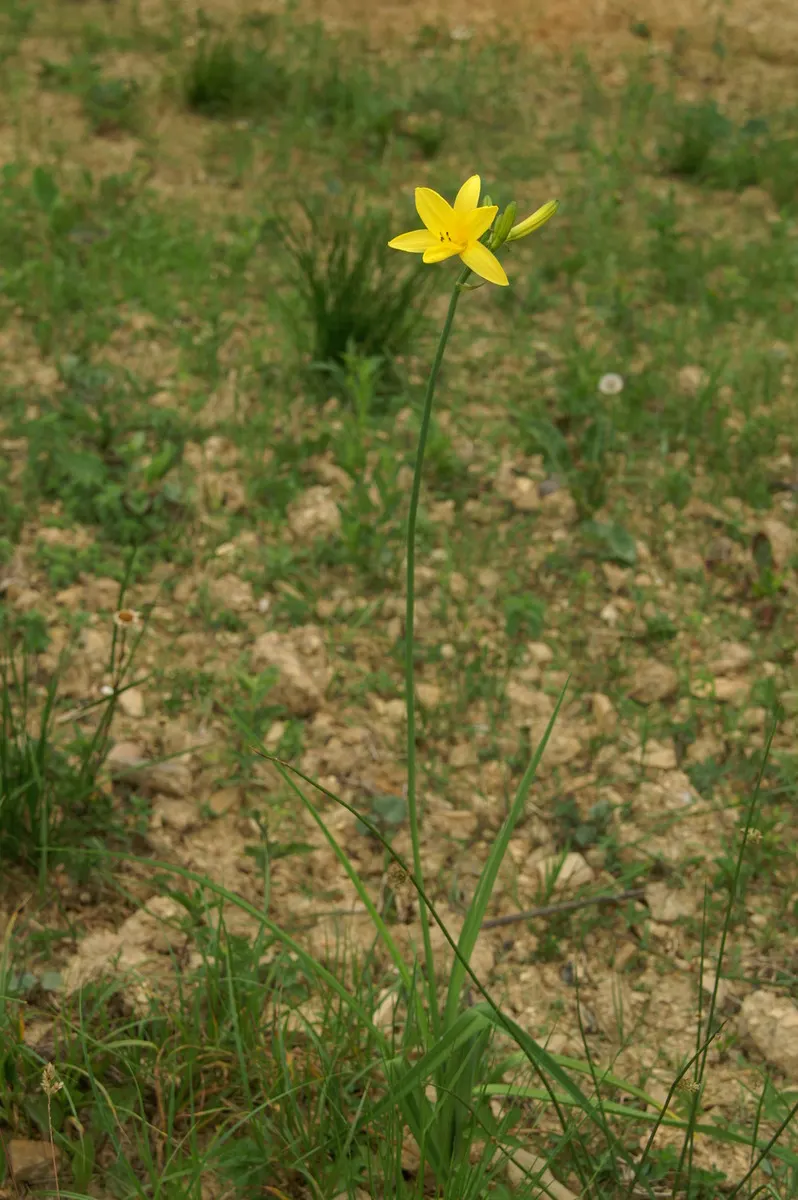 Yellow Daylily (Hemerocallis Lilioasphodelus) — ideal for border groupings or as a foundational plant in mixed beds.<br><br>Each individual flower; adaptable