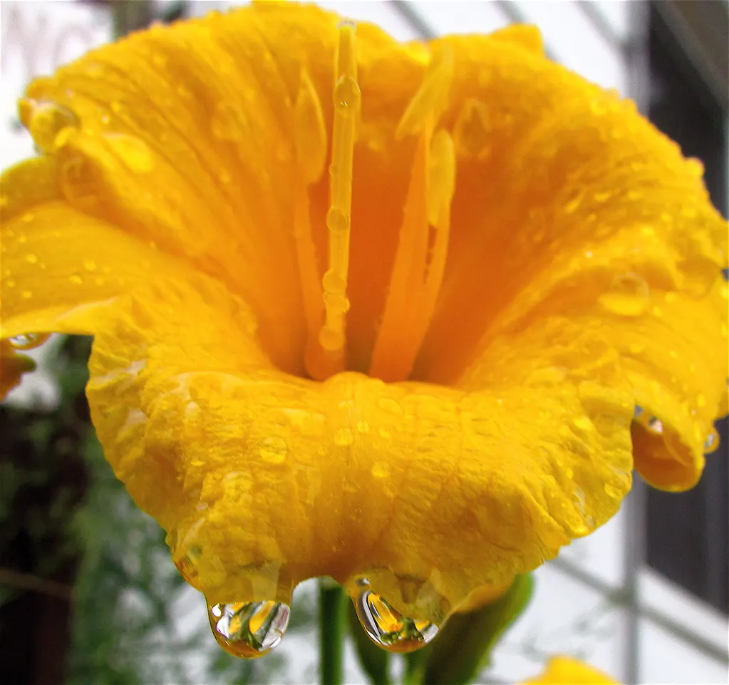 Yellow Daylily (Hemerocallis Lilioasphodelus) — showcasing its resilience across various climates