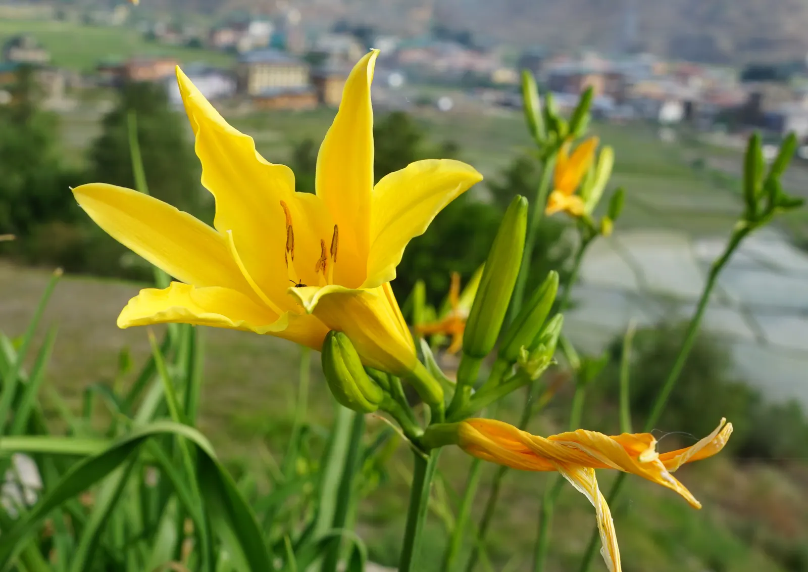 Yellow Daylily (Hemerocallis Lilioasphodelus) — about 3 to 4 inches in diameter