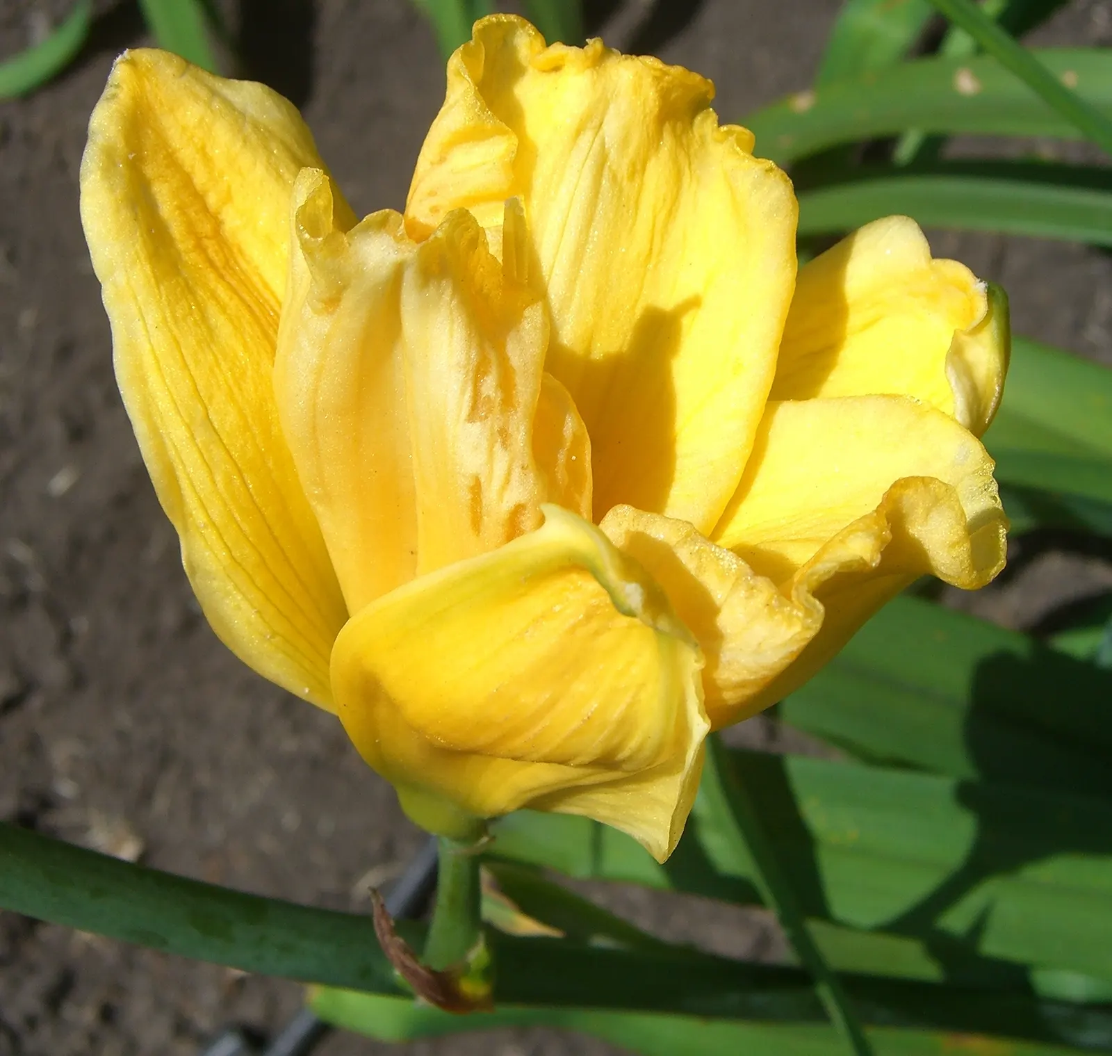 Yellow Daylily (Hemerocallis Lilioasphodelus) — commonly referred to as the Yellow Daylily