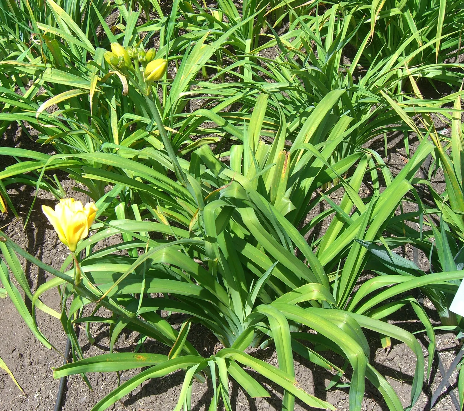 Yellow Daylily (Hemerocallis Lilioasphodelus) — it requires moderate watering and minimal maintenance