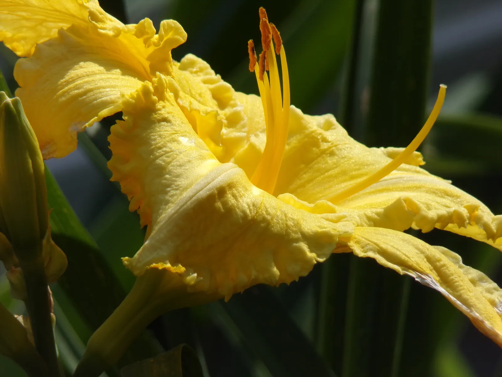 Yellow Daylily (Hemerocallis Lilioasphodelus) — This reliable bloomer graces gardens with its fragrant flowers in late spring to early summer