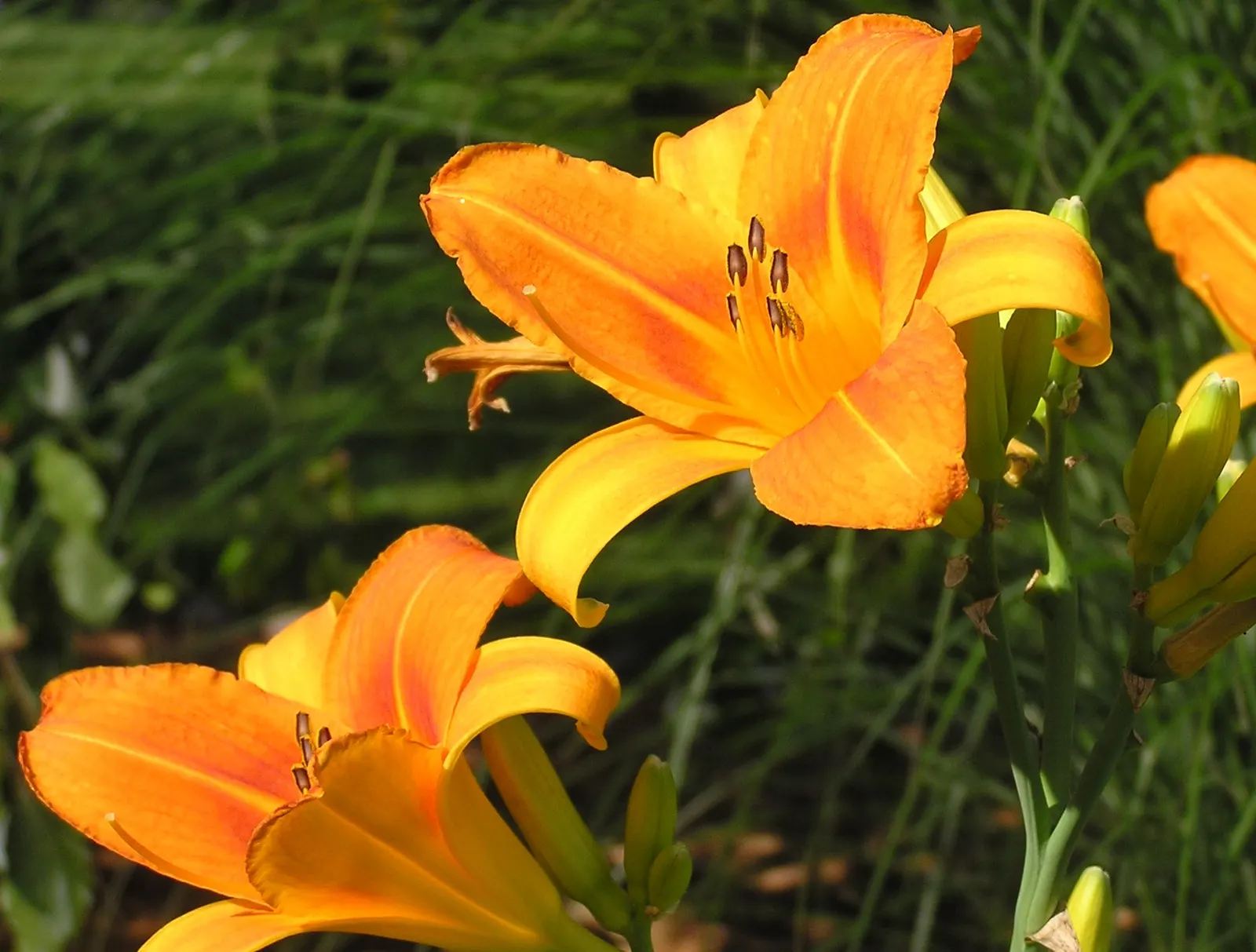 Yellow Daylily (Hemerocallis Lilioasphodelus) — adds a vibrant splash of color to any landscape design with its striking golden-yellow blooms; the Yellow